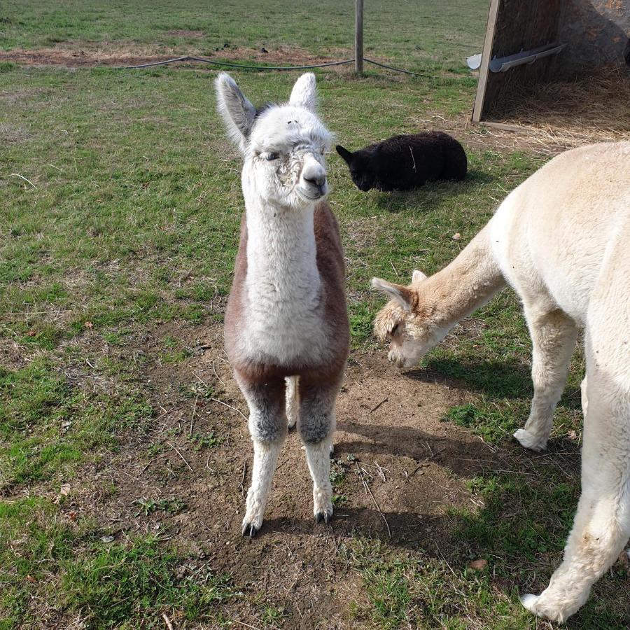 Chalais  The Alpaca B&B מראה חיצוני תמונה