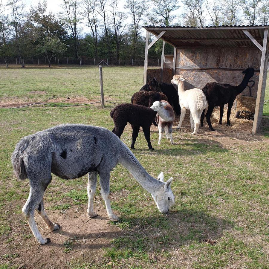 Chalais  The Alpaca B&B מראה חיצוני תמונה