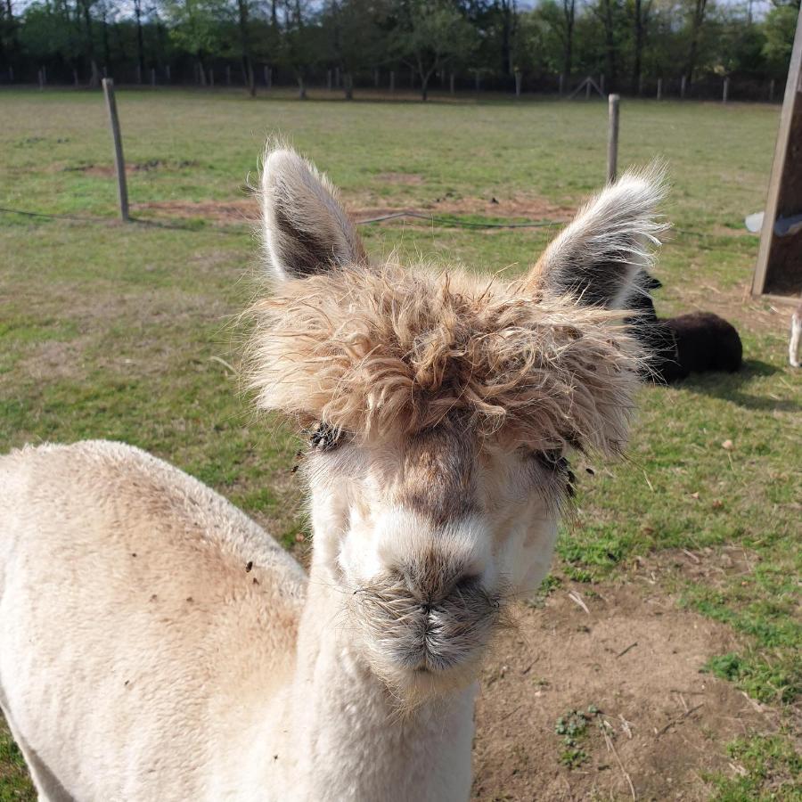 Chalais  The Alpaca B&B מראה חיצוני תמונה