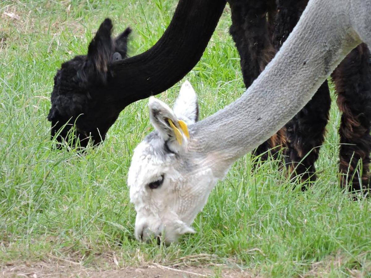 Chalais  The Alpaca B&B מראה חיצוני תמונה