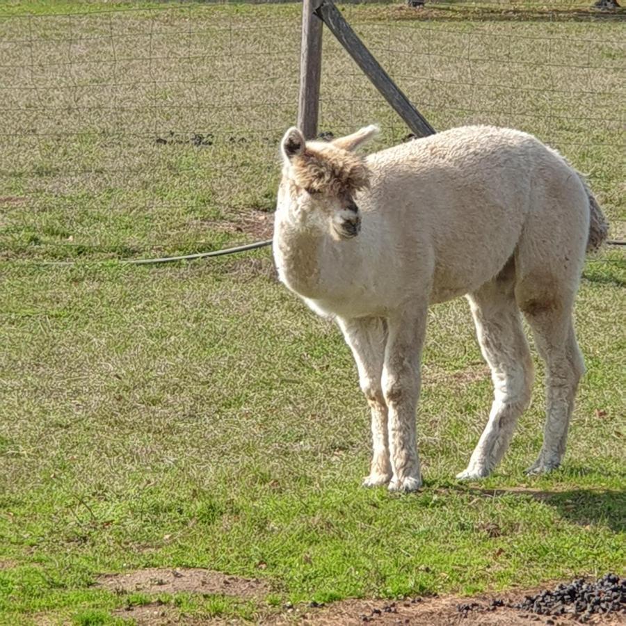 Chalais  The Alpaca B&B מראה חיצוני תמונה